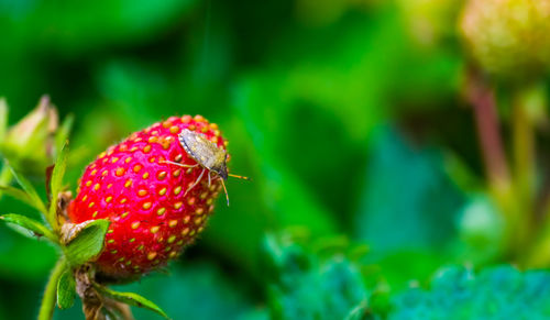 Close-up of strawberry growing on plant