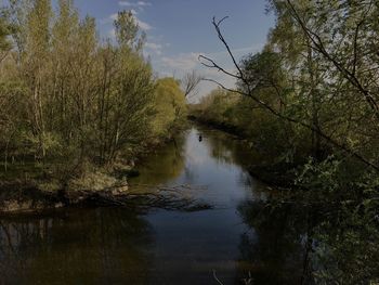 Scenic view of lake in forest against sky