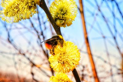 Close-up of honey bee on yellow flower