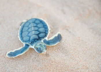 Close-up of baby flatback sea turtle on sand