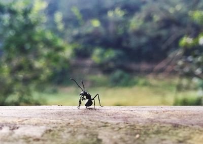 Close-up of ant on retaining wall