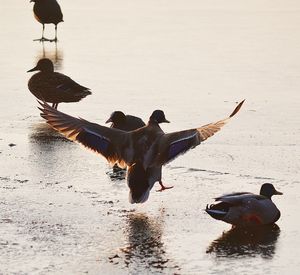 Birds flying over lake