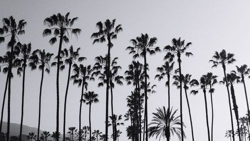 Low angle view of palm trees