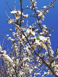 Low angle view of cherry blossoms against blue sky