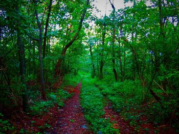 Dirt road amidst trees in forest