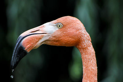 Close-up of flamingo