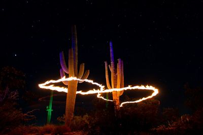 View of trees at night