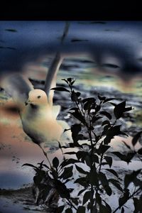 Close-up of birds perching on plant