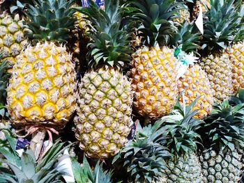 Close-up of fruits growing on plant