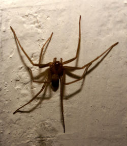 Close-up of spider on sand