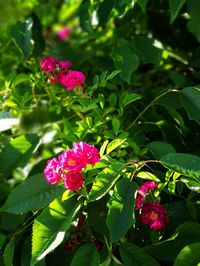 Close-up of pink rose blooming outdoors