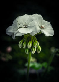 Close-up of white flowers