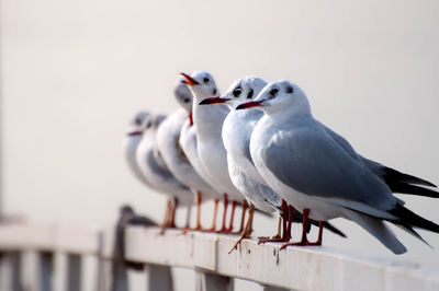 Close-up of seagull