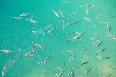 View of fish in sea