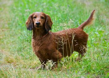 Portrait of dog on field