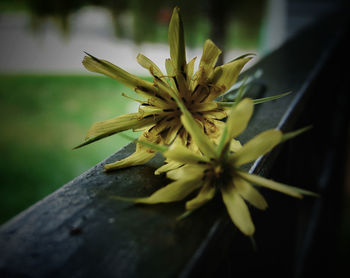 Close-up of flower