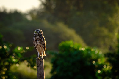 Portrait of owl perching on wooden post against plants