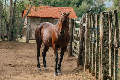 Horse in pen