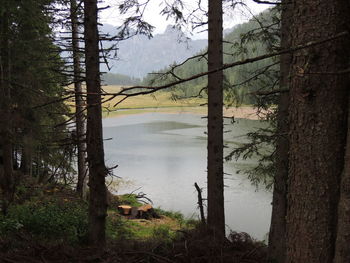 View of a lake along trees