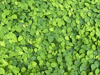 Full frame shot of green leaves