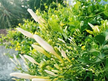 Close-up of plant growing on a tree