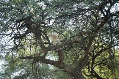 Low angle view of tree against sky