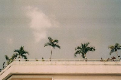 Palm trees against sky