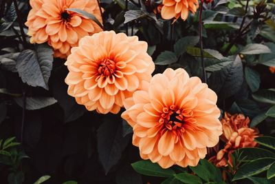 High angle view of orange flowering plants