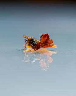 Close-up of insect on a leal