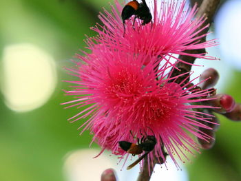 Close-up of pink flower blooming outdoors