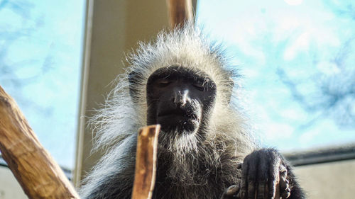 Low angle view of monkey on tree at zoo