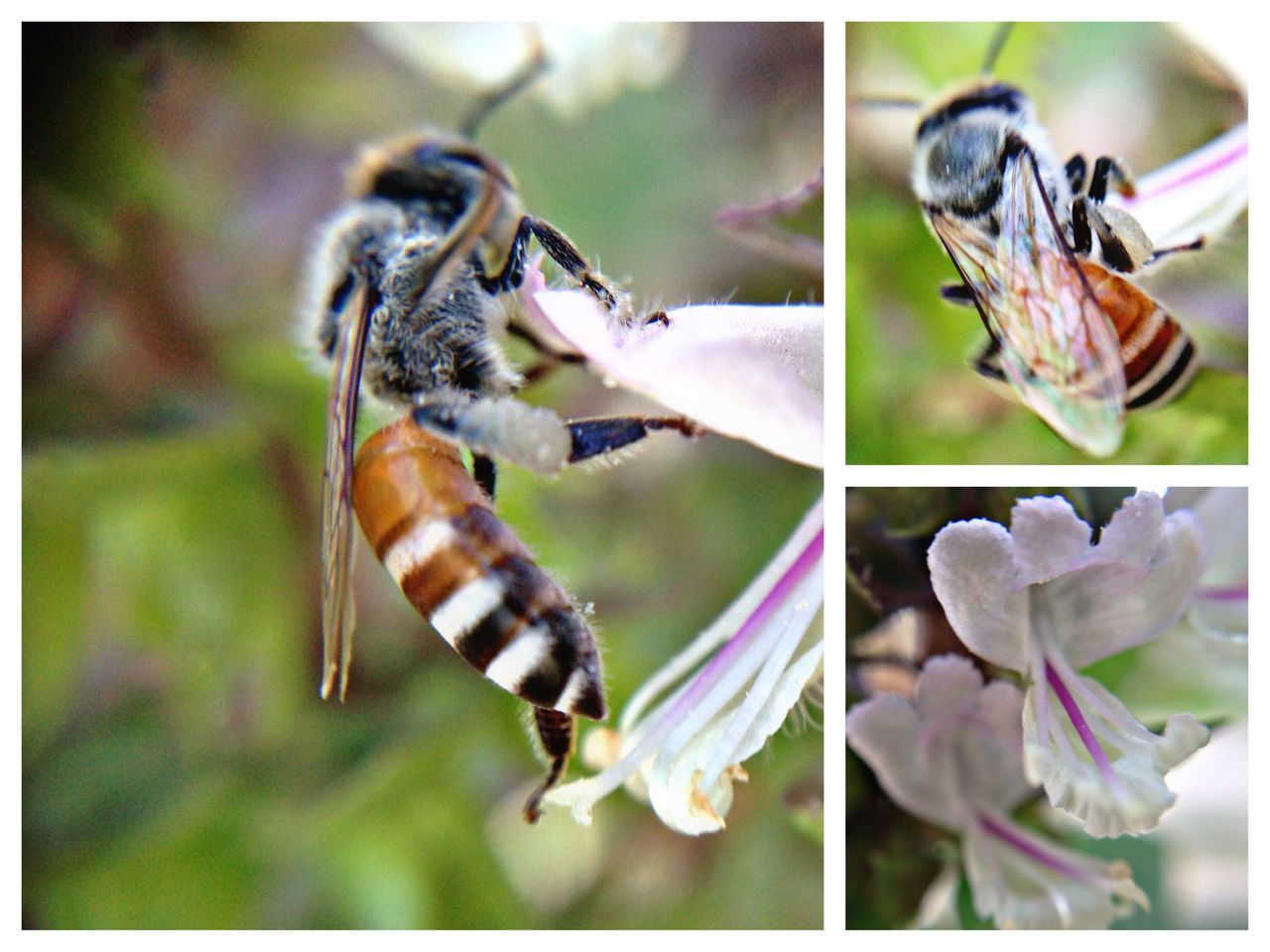 animal themes, insect, animals in the wild, wildlife, transfer print, close-up, auto post production filter, flower, focus on foreground, one animal, selective focus, nature, fragility, day, bee, no people, outdoors, plant, beauty in nature