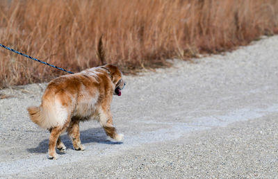 Side view of dog walking on road