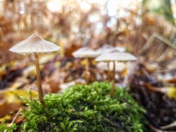 Close-up of mushroom growing on field