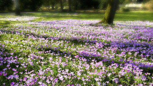 Purple crocus flowers growing in field
