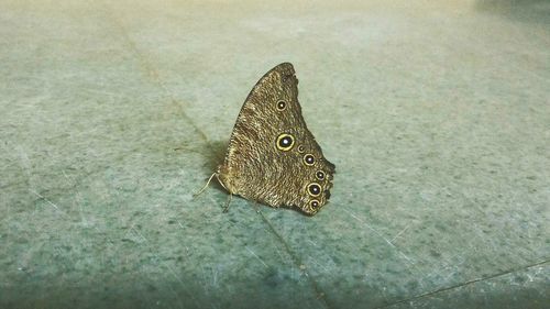 High angle view of butterfly on sand