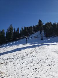 Trees on snow covered land against sky