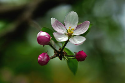 Close-up of pink flowering plant