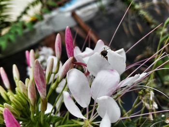 Close-up of insect on flower