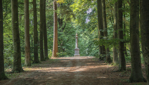 View of trees in forest