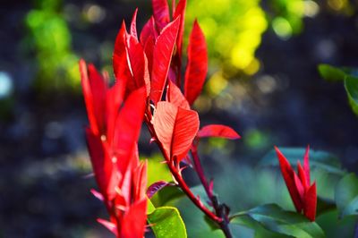 Close-up of red flower