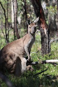 Squirrel on tree trunk in forest