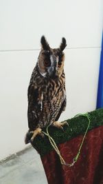 Owl perching on wall