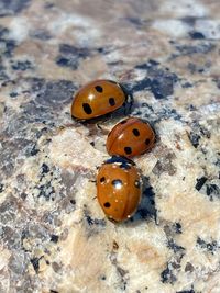 High angle view of ladybug