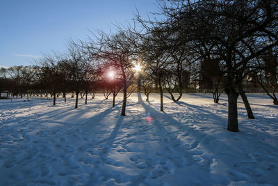 Trees on snow field against sky during winter