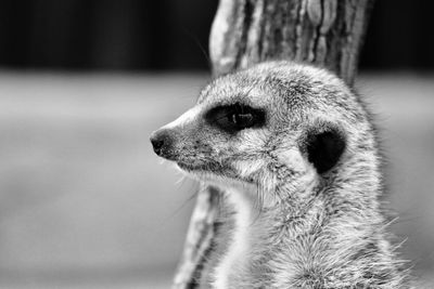 Close-up of meerkat outdoors