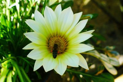 Close-up of insect on flower