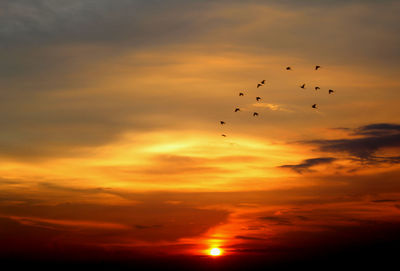 Silhouette birds flying against orange sky