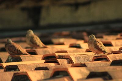 Close-up of pigeons perching on wood