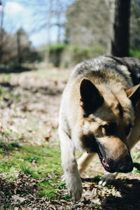 View of a dog on field